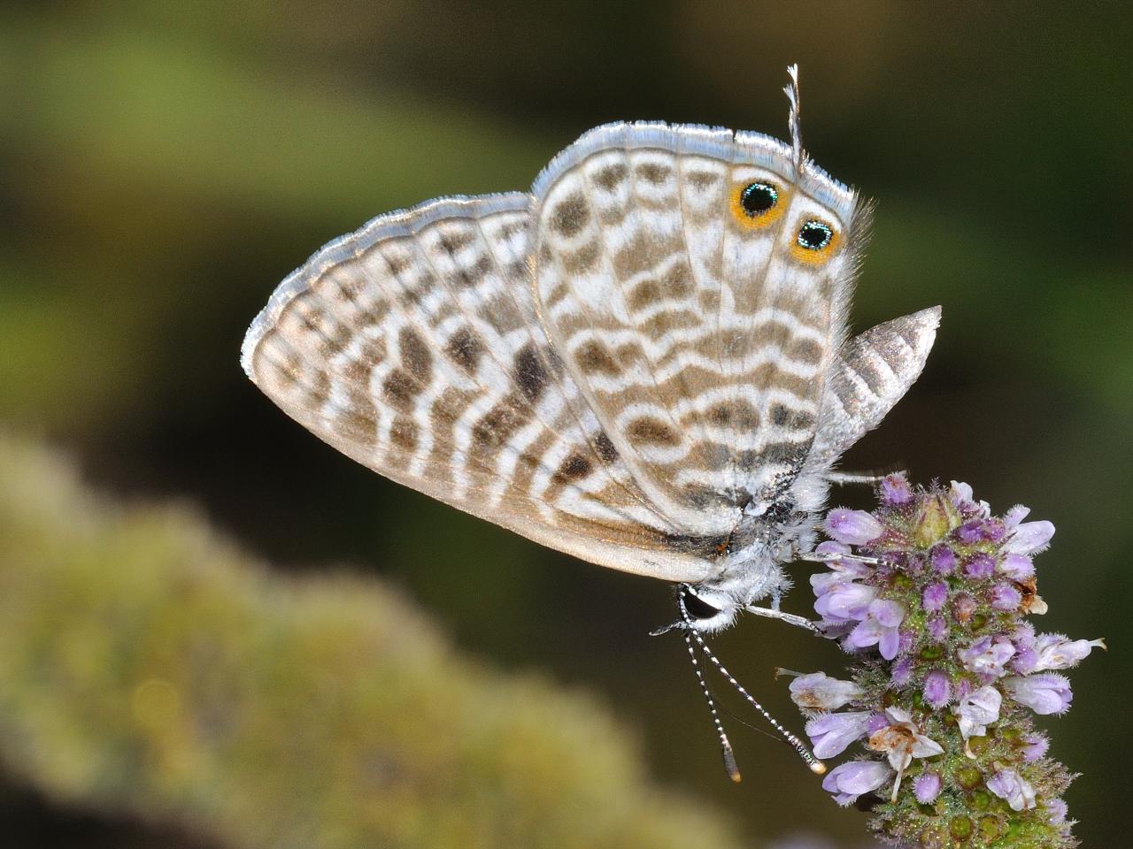 ID farfalla con i codini - Leptotes pirithous